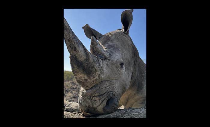 Southern White Rhino